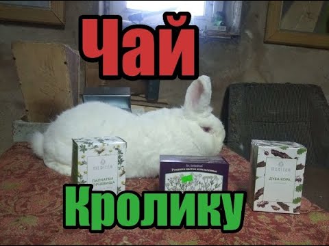 Видео: 🔥⚡️🔥Понос или вздутие у кроликов🔥⚡️🔥?? Тут ответ! Простой и проверенный способ!! Самка НЗБ Словакия!