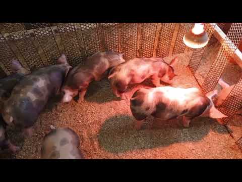 Видео: ‼️## Как перевести поросят с гранулы на дроблёнку##‼️