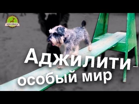 Видео: Моя Собака занимается аджилити. С чего начать дрессировку.