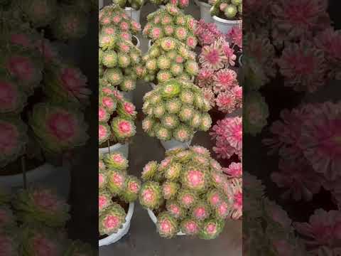 Видео: Новая поставка только что прибыла в питомник Мими 714-489-1876