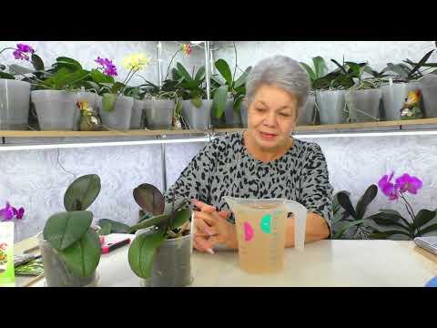 Видео: Трипс ПОДКРАЛСЯ НЕЗАМЕТНО... как его уничтожить? Этот вредитель орхидей очень коварный!