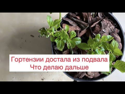 Видео: Гортензии достала из подвала Что делаю дальше