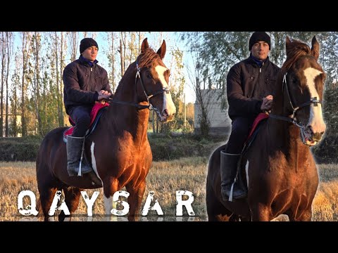 Видео: ОТНИ КАЙСАРИ СОТИЛАДИ... #horse #конноеранчо #rek #лошади #otbozor 