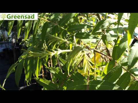 Видео: Уксусное дерево (сумах уксусный) - видео-обзор от Greensad