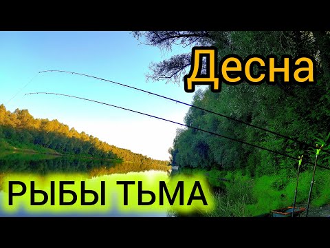 Видео: Фидерная рыбалка по новым местам, рыба стоит стеной💪🏻
