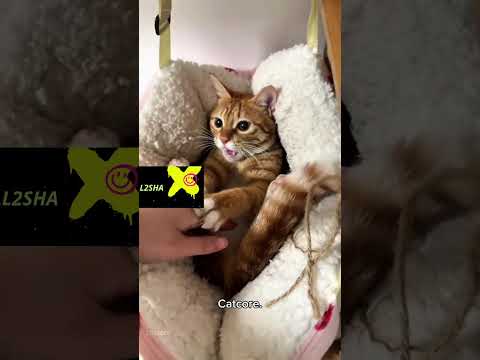 Видео: Funny animals. Смешные животные