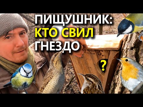 Видео: Кто занял пищушник, а кто полудупло?