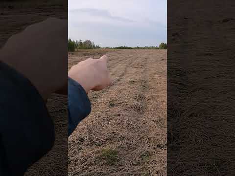 Видео: Приехал гристи сено 