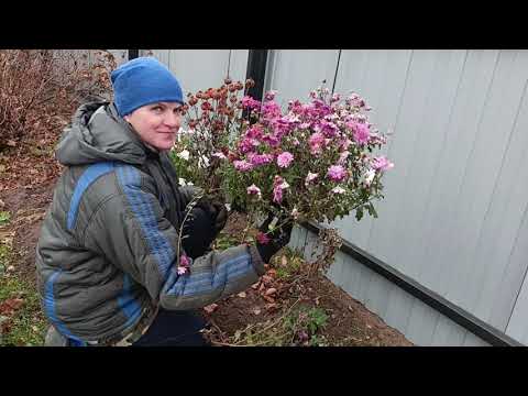 Видео: Стрижка в саду, яблочный день.