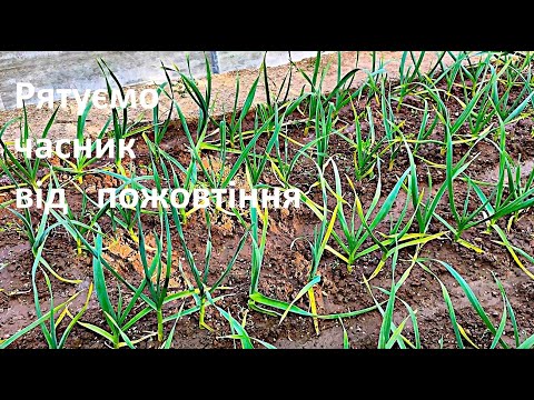 Видео: ЖОВТІЄ ЧАСНИК -   ЯКІ ПРИЧИНИ?  ПРОВОДИМ ПІДЖИВЛЕННЯ,  ЩОБ ЦЬОМУ ЗАПОБІГТИ!!!