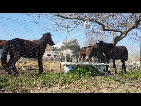 Видео: Видео об ИЕРАРХИИ в табуне ЛОШАДЕЙ //Horses, Donkeys & Katrin