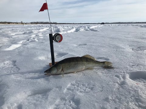 Видео: Весенний Судак . Ловля Судака на водохранилище . Рыбалка с домашним комфортом .