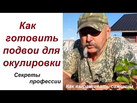 Видео: Как подготовить подвои к окулировке