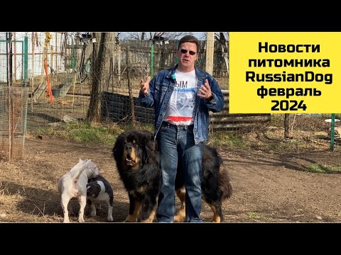 Видео: Февраль 2024 года - Новости питомника собак РашенДог (RussianDog)