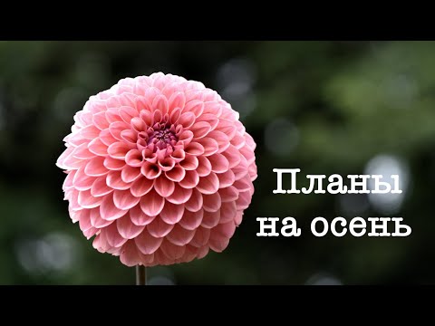 Видео: Планы на осень