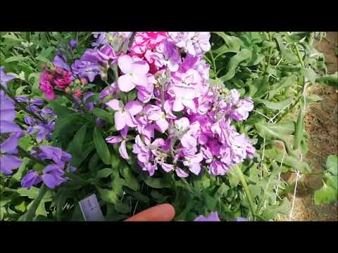 Видео: Срезка маттиолы ЧАСТЬ 2