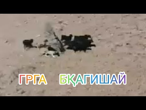 Видео: Грга бқагишай