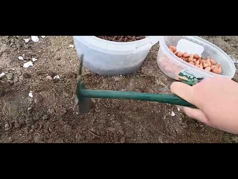 Видео: Как да си засадим арпаджик.