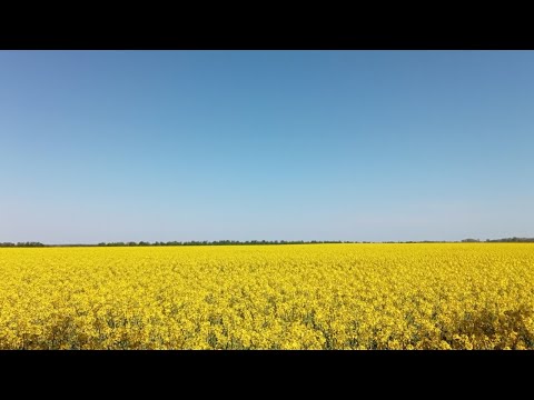 Видео: Як вберегти бджіл від спеки.