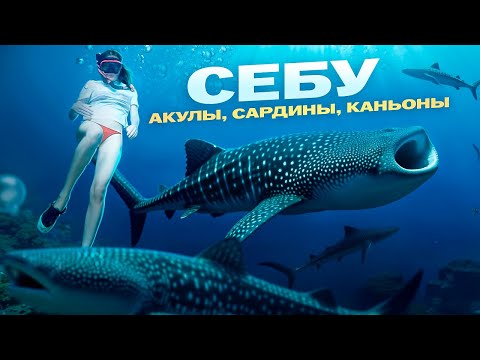 Видео: Себу | Филиппины - как самому увидеть акул, сардин и пройти каньонинг? Все о Себу в этом выпуске