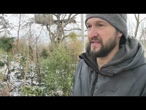 Видео: Моё мнение о создание уюта вечнозелеными деревьями