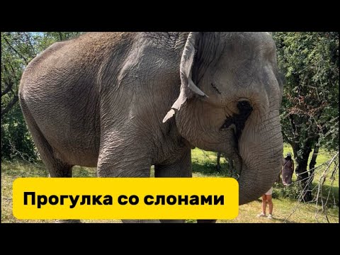 Видео: Слоны в Сочи. Семейный отдых. Прогулка со слонами.