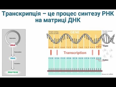 Видео: Транскрипція