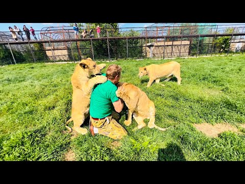 Видео: Подросшие львята ПРОСТО НАКИНУЛИСЬ от радости на Олега Зубкова)))