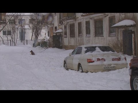 Видео: Оха утопает в снегу