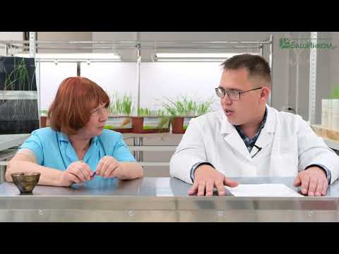 Видео: Деструкторы стерни. Роль Триходермы и бактерий. Продолжаем отвечать на вопросы аграриев
