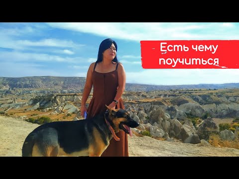 Видео: Турция - страна, где к бездомным животным относятся лучше, чем у нас к людям