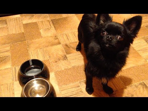 Видео: 🌀 МЕНЮ ДЛЯ СОБАК #2 | ЧЕМ КОРМИТЬ СОБАКУ | НАТУРАЛКА