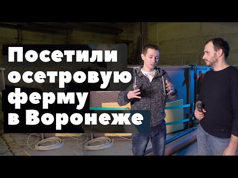 Видео: Посетили осетровую ферму в Воронеже. Как всё устроено и на сколько это прибыльное дело.