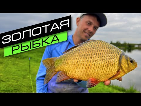 Видео: ФИДЕРНАЯ ЛОВЛЯ НА ПРУДУ / ЛОВЛЯ КАРАСЯ / FROS FISHING