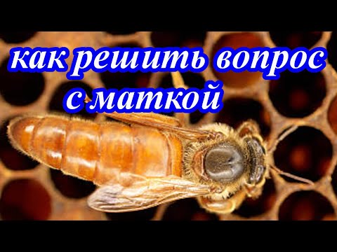 Видео: Полная версия о МАТКЕ, КОТОРАЯ ПЕРЕСТАЛА СЕЯТЬ. Как решить эту проблему?