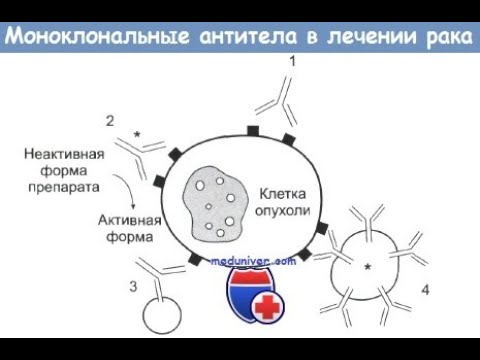 Видео: 7.12.ОНКОЛОГИЯ.  МОНОКЛОНАЛЬНЫЕ АНТИТЕЛА