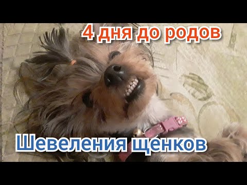 Видео: Собака беременна. 4 дня до родов. Шевеление щенят. Йорк