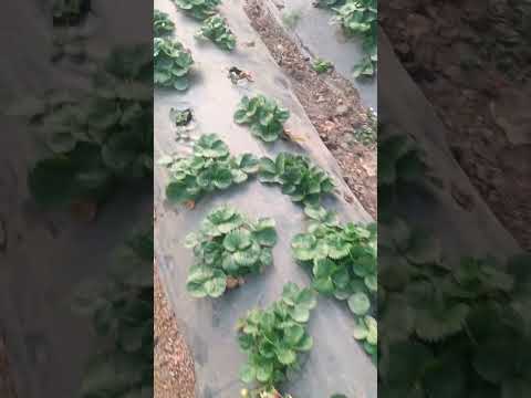 Видео: ❗❗❗Крапо 10❗❗❗на 09 ноября 2025 г. Открытый грунт