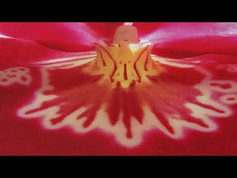 Видео: Импланты. Мой личный опыт. 