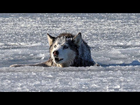 Видео: ХАСКИ РОККИ ПРОВАЛИЛСЯ ПОД ЛЁД