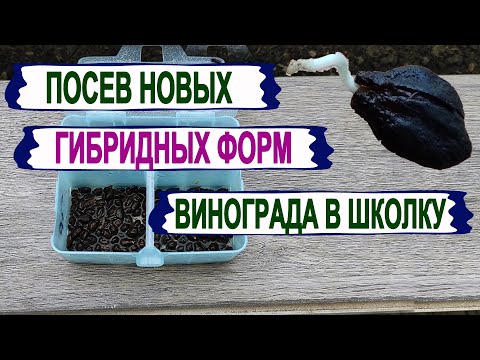 Видео: 🍇 Виноград из косточки/семечки/. Посев НОВЫХ ГИБРИДНЫХ форм в школку. Особенности посева семян.