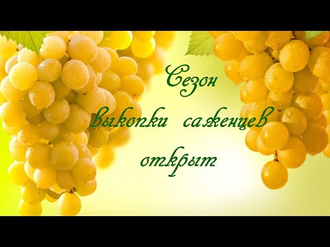 Видео: Сезон выкопки саженцев открыт. 2021