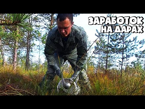 Видео: СБОР КЛЮКВЫ ЧЕРПАКОМ! ЗАРАБОТОК В ДЕРЕВНЕ НА КЛЮКВЕ!