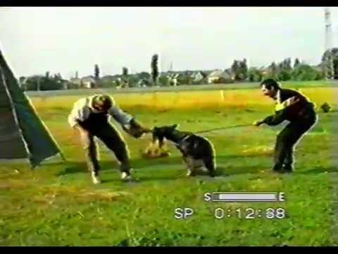 Видео: Дрессировка Schutzhund, Венгрия