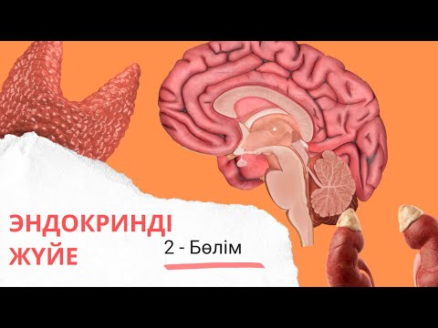 Видео: эндокринді жүйе| эпифиз, қалқанша, қалқанша маңы бездері| 2 - бөлім