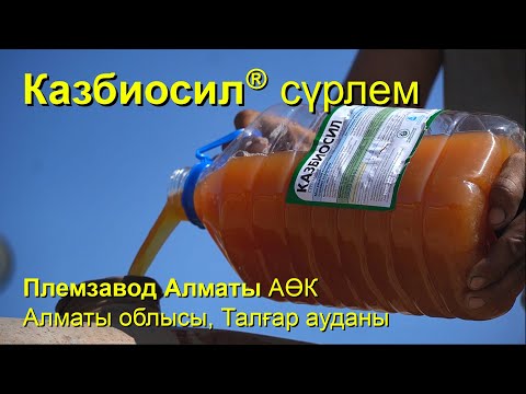 Видео: Казбиосил® сүрлем. «Племзавод Алматы» АӨК Бас агрономы Тоғабаев Асылбек мырзамен сұхбат Силос
