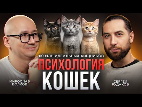 Видео: Психология кошек – Поведение, ночные тыгыдыки и многое другое с Мирославом Волковым, зоопсихологом