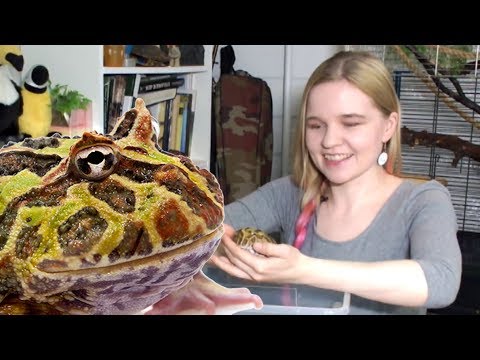 Видео: Моя первая лягушка: рогатка или водонос? Giant frogs