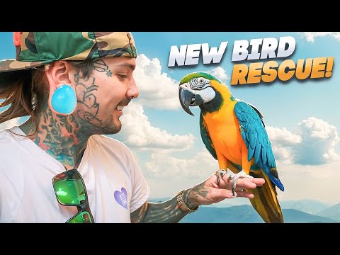 Видео: НОВЫЙ СПАСАТЕЛЬНЫЙ АРА! ЗНАКОМЬТЕСЬ С МАРВИНОМ!!