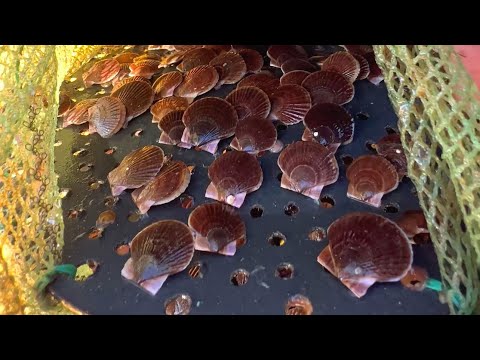 Видео: Гребешок приморский! о.Сахалин Выращивание гребешка и мидии в море! #шортс 바다 가리비 ホタテ貝 sea ​​scallo